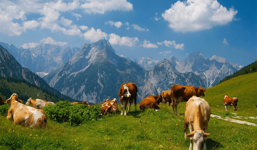 Kompensimi 10  i TVSH së  Shoqata e Blegtorëve ngre shqetësimin për mosdhënien e autofaturave