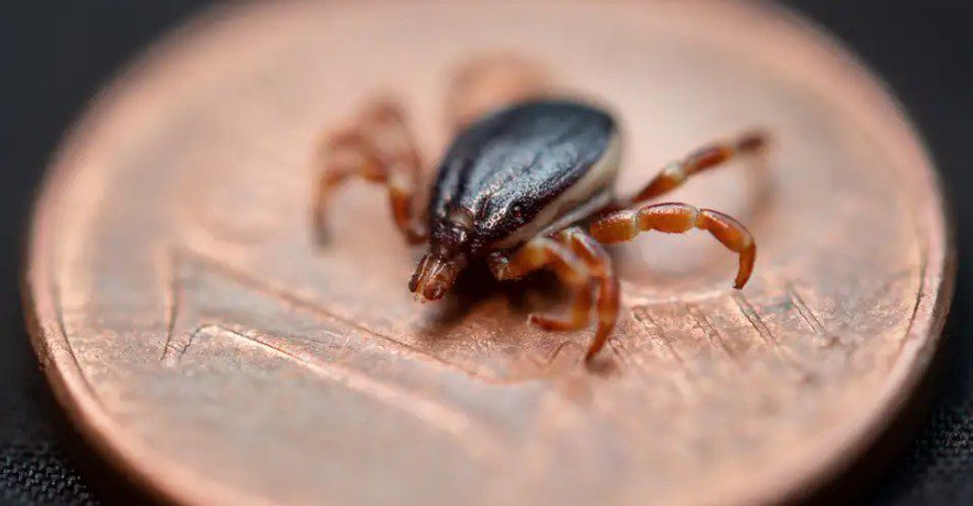 Si e lidh një virus  Gjermaninë dhe Kosovën
